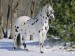 lynn-stone-appaloosa-horse-in-snow-illinois-usa.jpg
